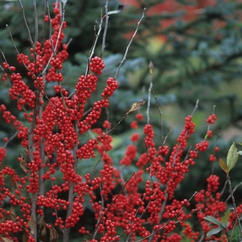 Ilex verticillata - 'Winter Red' Winterberry