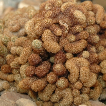 Echinofossulocactus vaupelianus (Brain Cactus) - Brain Cactus Echinofossulocactus vaupelianus (Brain Cactus) - Brain Cactus