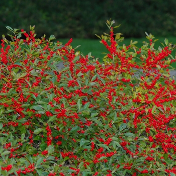 Ilex verticillata - 'Red Sprite' Winterberry Ilex verticillata - 'Red Sprite' Winterberry