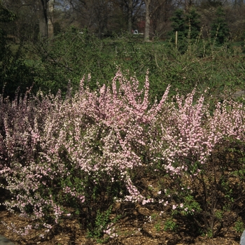 Prunus glandulosa - 'Rosea Plena' Pink Flowering Almond Prunus glandulosa - 'Rosea Plena' Pink Flowering Almond