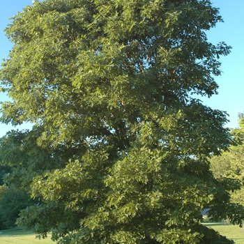 Quercus alba - White Oak Quercus alba - White Oak