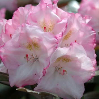 Rhododendron yakushimanum - 'Ken Janeck'