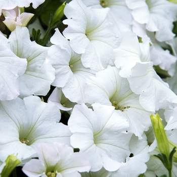 Petunia - Easy Wave® 'White' Petunia - Easy Wave® 'White'