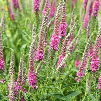 Veronica spicata 'Red Fox' (Speedwell) - Red Fox Speedwell