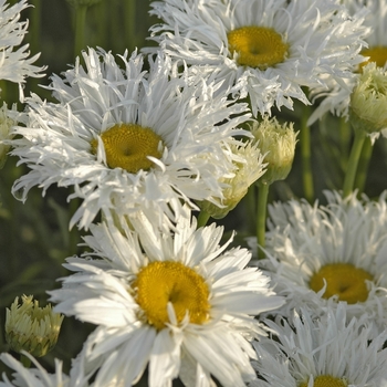 Leucanthemum x superbum 'Crazy Daisy' (Shasta Daisy) - Crazy Daisy Shasta Daisy