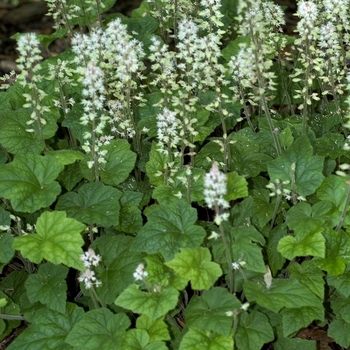 Tiarella cordifolia - Foamflower Tiarella cordifolia - Foamflower