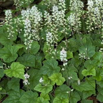 Tiarella cordifolia - Foamflower