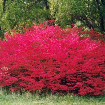 Euonymus alatus - 'Compactus' Winged Burning Bush Euonymus alatus - 'Compactus' Winged Burning Bush