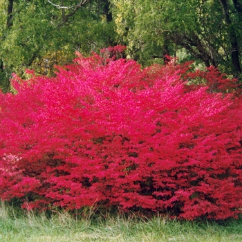 Euonymus alatus - 'Compactus' Winged Burning Bush