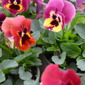 Viola x wittrockiana (Pansy) - Panola™ 'Rose Picotee' Viola x wittrockiana (Pansy) - Panola™ 'Rose Picotee'