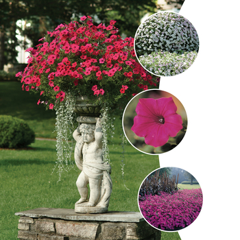 Petunia - Petunia Petunia - Petunia