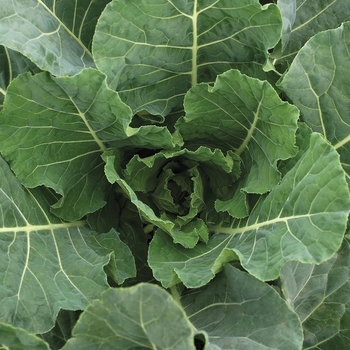Brassica - 'Bulldog F1' Collard Brassica - 'Bulldog F1' Collard