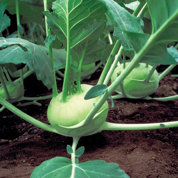 Brassica oleracea var. gongylo - 'Quickstar' Kohlrabi Brassica oleracea var. gongylo - 'Quickstar' Kohlrabi