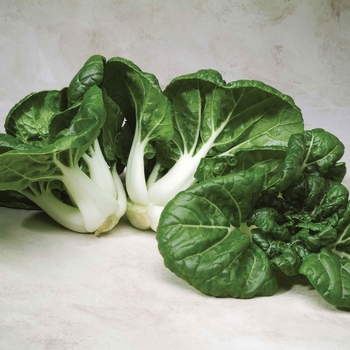 Brassica - 'Toy Choy F1' Pak Choi Brassica - 'Toy Choy F1' Pak Choi