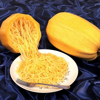 Cucurbita - 'Vegetable Spaghetti' Squash Cucurbita - 'Vegetable Spaghetti' Squash