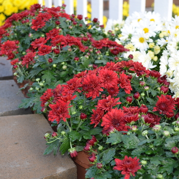 Chrysanthemum x morifolium - 'Lava Red' Garden Mum Chrysanthemum x morifolium - 'Lava Red' Garden Mum