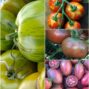 Lycopersicon esculentum - 'Multiple Varieties' Tomato Heirloom Lycopersicon esculentum - 'Multiple Varieties' Tomato Heirloom