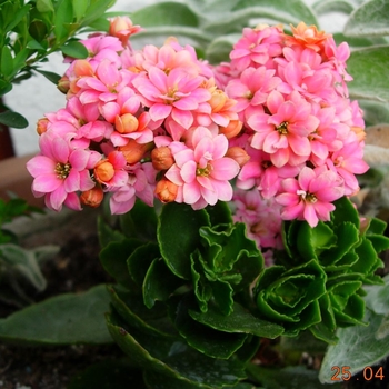 Kalanchoe blossfeldiana - 'Calandiva' Kalanchoe blossfeldiana - 'Calandiva'