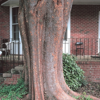 Ulmus parvifolia - 'Allee®' Chinese Elm Ulmus parvifolia - 'Allee®' Chinese Elm