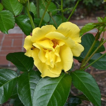 Rosa (Rose) - Kolorscape® 'Lemon Fizz™'
