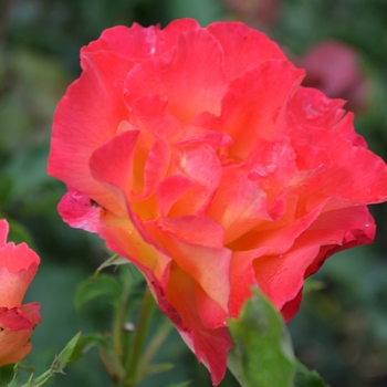 Rosa (Floribunda Rose) - Easy-to-Love® 'Easy Does It®'