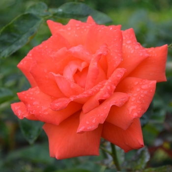 Rosa - 'Tropicana' Rose