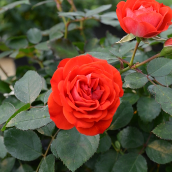 Rosa (Rose) - Veranda® Fiesta