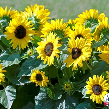 Helianthus annuus - 'Suntastic Yellow with Black Center' Sunflower