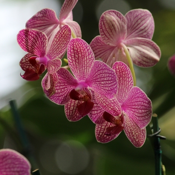 Oncidium - Dancing Lady Orchid Oncidium - Dancing Lady Orchid