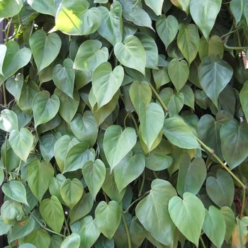 Philodendron cordatum (Philodendron) - Philodendron Philodendron cordatum (Philodendron) - Philodendron