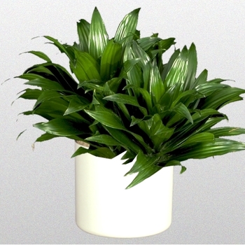 Dracaena deremensis - 'Green Jewel' Corn Plant Dracaena deremensis - 'Green Jewel' Corn Plant