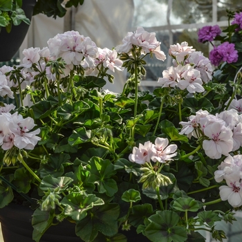 Pelargonium peltatum - Ivy Geranium Pelargonium peltatum - Ivy Geranium