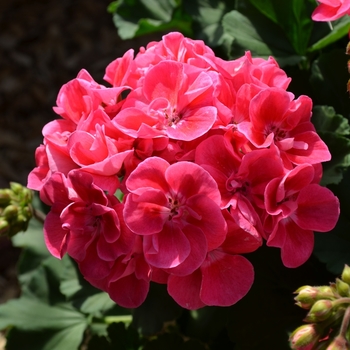 Pelargonium x hortorum - 'Savannah Hot Pink Sizzle' Zonal Geranium