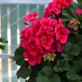 Pelargonium x hortorum - 'Savannah Merlot Sizzle' Zonal Geranium