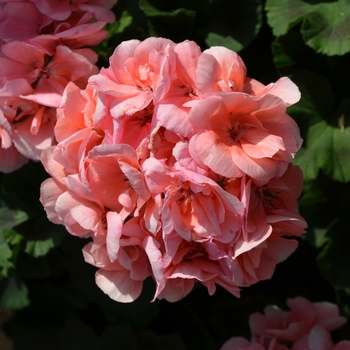 Pelargonium x hortorum - 'Savannah Light Salmon' Zonal Geranium Pelargonium x hortorum - 'Savannah Light Salmon' Zonal Geranium