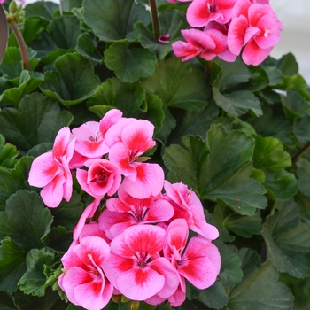 Pelargonium - 'Sarita Lilac Splash' Interspecific Geranium Pelargonium - 'Sarita Lilac Splash' Interspecific Geranium