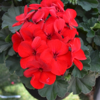 Pelargonium - 'Sarita Dark Red' Interspecific Geranium Pelargonium - 'Sarita Dark Red' Interspecific Geranium