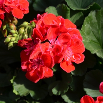 Pelargonium x hortorum - 'Savannah Ruby Sizzle' Zonal Geranium Pelargonium x hortorum - 'Savannah Ruby Sizzle' Zonal Geranium