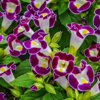 Torenia fournieri - 'Kauai Burgundy' Wishbone Flower Torenia fournieri - 'Kauai Burgundy' Wishbone Flower
