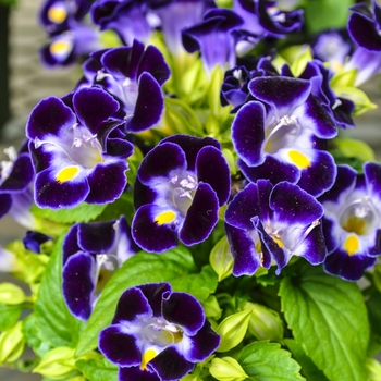 Torenia fournieri - 'Kauai Deep Blue' Wishbone Flower Torenia fournieri - 'Kauai Deep Blue' Wishbone Flower