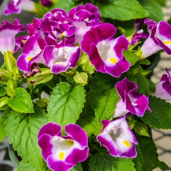 Torenia fournieri - 'Kauai Magenta' Wishbone Flower Torenia fournieri - 'Kauai Magenta' Wishbone Flower