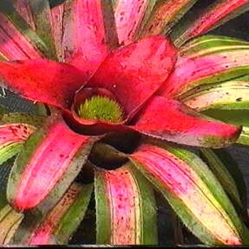 Neoregelia - Assorted Bromeliad Neoregelia - Assorted Bromeliad