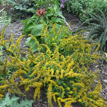Solidago sphacelata - 'Golden Fleece' Goldenrod Solidago sphacelata - 'Golden Fleece' Goldenrod