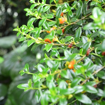 Nematanthus gregarius (Goldfish Plant) - Goldfish Plant Nematanthus gregarius (Goldfish Plant) - Goldfish Plant