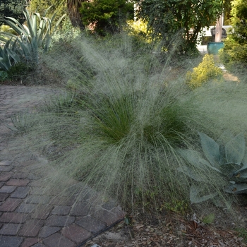 Muhlenbergia capillaris - 'White Cloud' Muhlygrass Muhlenbergia capillaris - 'White Cloud' Muhlygrass