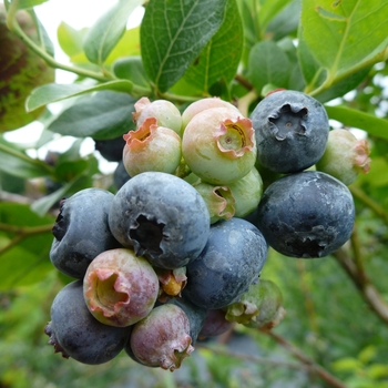 Vaccinium angustifolium - 'Northland' Blueberry Vaccinium angustifolium - 'Northland' Blueberry