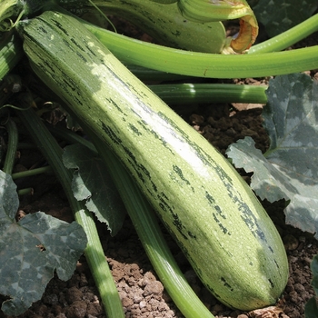 Cucurbita pepo - 'Bossa Nova' Summer squash Cucurbita pepo - 'Bossa Nova' Summer squash