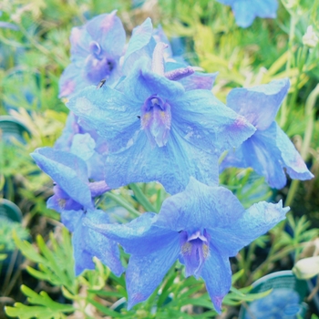 Delphinium grandiflorum 'Blue Butterfly' (Chinese Larkspur) - Blue Butterfly Chinese Larkspur
