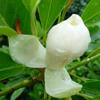 Magnolia virginiana - 'Moonglow®' Sweetbay Magnolia Magnolia virginiana - 'Moonglow®' Sweetbay Magnolia