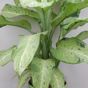 Dieffenbachia - 'Camouflage' Dumb Cane Dieffenbachia - 'Camouflage' Dumb Cane